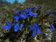 42 Gentiana verna - Genziana primaticcia